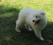 Calm Samoyed Puppies for Sale Text (929) 274-0226