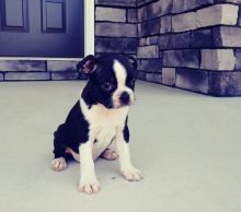 Clean Boston Terrier Puppies for Sale Text (929) 274-0226