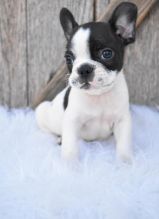Gallant English Bulldog Puppies for Sale Text (929) 274-0226