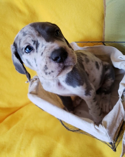 Best Looking Great Dane Puppies for Sale Text (929) 274-0226 Image eClassifieds4u