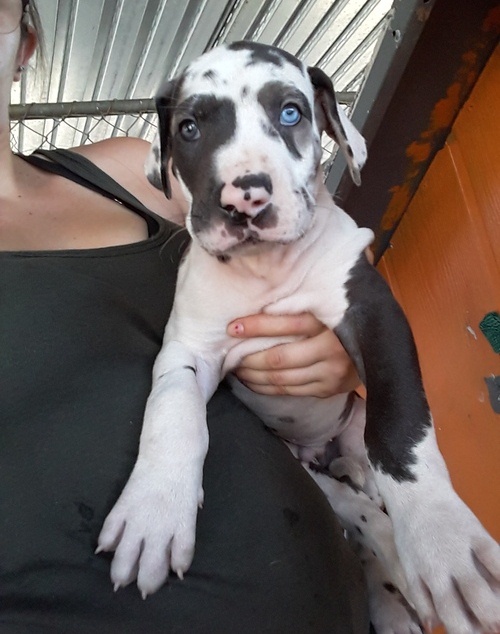 Best Looking Great Dane Puppies for Sale Text (929) 274-0226 Image eClassifieds4u