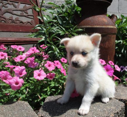 Brilliant Pomsky Puppies for Sale (929) 274-0226 Image eClassifieds4u