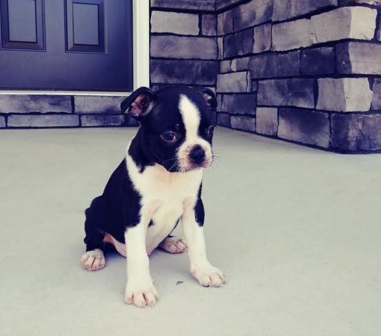 Clean Boston Terrier Puppies for Sale Text (929) 274-0226 Image eClassifieds4u