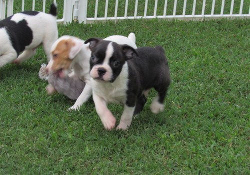 Clean Boston Terrier Puppies for Sale Text (929) 274-0226 Image eClassifieds4u