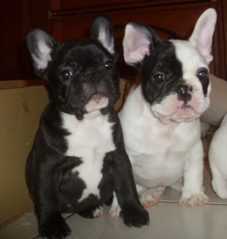 french bulldog Image eClassifieds4u