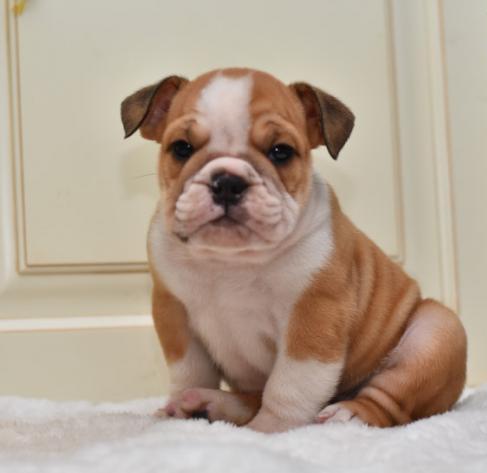Gallant English Bulldog Puppies for Sale Text (929) 274-0226 Image eClassifieds4u