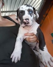 Best Looking Great Dane Puppies for Sale Text (929) 274-0226 Image eClassifieds4u 1