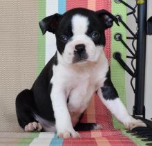 Charitable Boston Terrier Puppies for Sale Text (929) 274-0226 Image eClassifieds4u 2