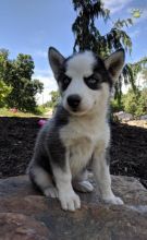 Charming Siberian Husky Puppies for Sale (929) 274-0226) Image eClassifieds4u 1