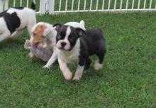 Clean Boston Terrier Puppies for Sale Text (929) 274-0226 Image eClassifieds4u 2