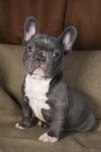 french bulldog Image eClassifieds4u 4
