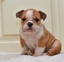 Gallant English Bulldog Puppies for Sale Text (929) 274-0226 Image eClassifieds4u 2