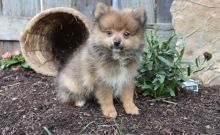 Pomeranian Puppies for Sale Text (929) 274-0226 Image eClassifieds4u 3