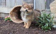 Pomeranian Puppies for Sale Text (929) 274-0226 Image eClassifieds4u 1
