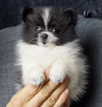 Pomeranian Puppies for Sale Text (929) 274-0226 Image eClassifieds4u 2