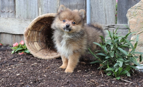 Pomeranian Puppies for Sale Text (929) 274-0226 Image eClassifieds4u