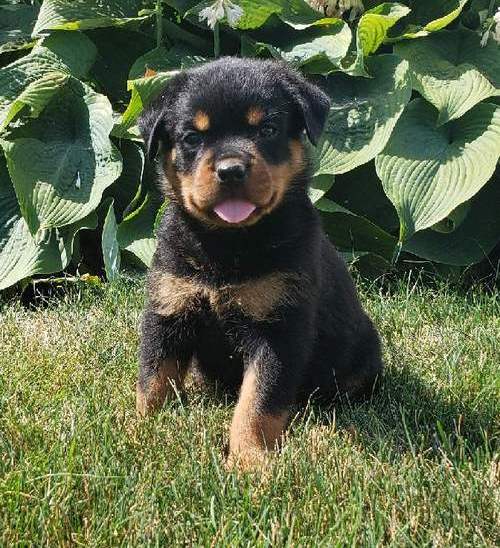 Rottweiler Puppies for Sale Text (929) 274-0226 Image eClassifieds4u