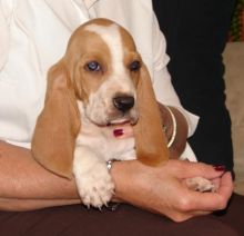 2 Basset Hound puppies