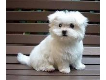 Male and Female Maltese puppies