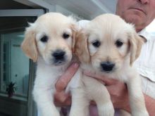 Two Lovely Golden retriever puppies