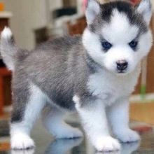 two Pomsky puppies
