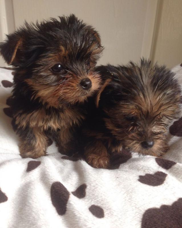 Gorgeous Yorkshire terrier puppies Image eClassifieds4u