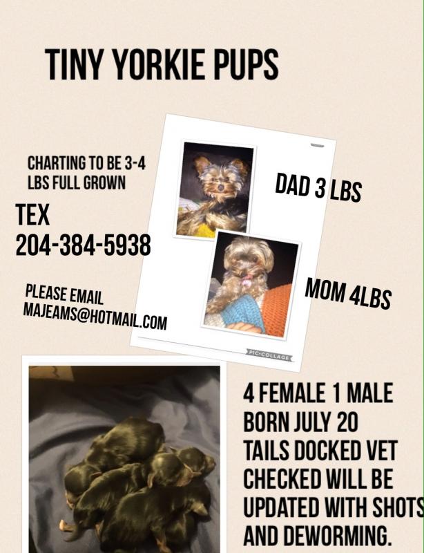 Tea cup yorkie Image eClassifieds4u