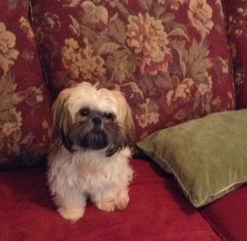 Tricolour Female Shih Tzu Puppy of 9 Mths Image eClassifieds4u