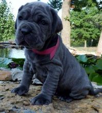 Adorable Neapolitan Mastiff puppies