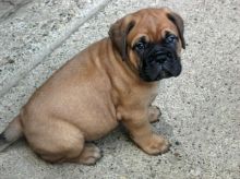 Bullmastiff puppies available