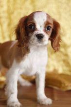 Cavalier king Charles puppies