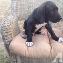 Cute great dane puppies