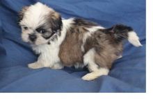 Gorgeous shih tzu puppies all ready for new homes