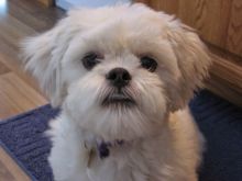 Lovely Lhasa Apso puppies