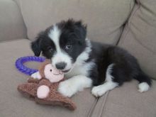 Male and female Border collie puppies