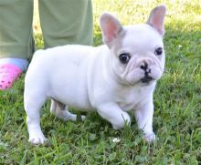 Male and female French bulldog puppies