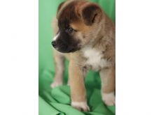 two adorable Akita puppies