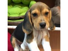 two Beagle puppies