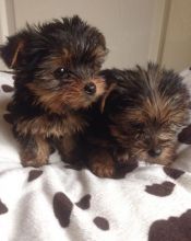 Yorkshire terrier Puppies