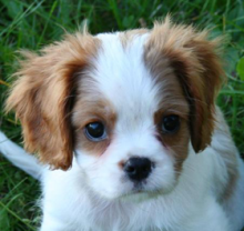 2 Cute Cavapoo puppies Image eClassifieds4U