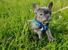 Beautiful French Bulldog Puppies Ready For Sale -E mail on ( paulhulk789@gmail.com )
