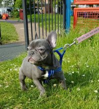 CKC Reg French Bulldog Puppies Ready For Sale -E mail on ( paulhulk789@gmail.com )