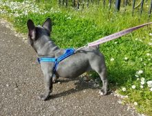 CKC Reg French Bulldog Puppies Ready For Sale -E mail on ( paulhulk789@gmail.com )