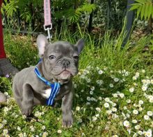 Fantastic French Bulldog Puppies Ready For Sale Now -Text now (204) 817-5731