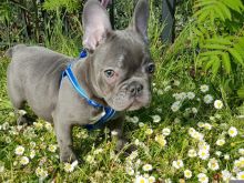 Lovely and Playful French Bulldog Puppies Ready For Sale Now- E mail on ( paulhulk789@gmail.com )