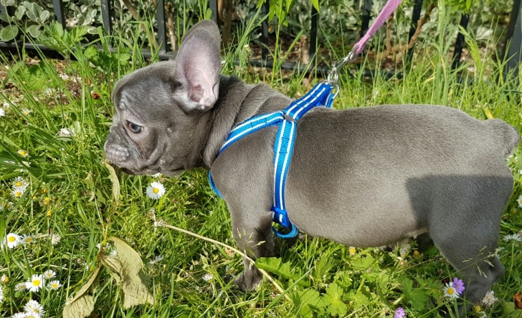 Amazing Quality French Bulldog Puppies Ready For Sale -E mail on ( paulhulk789@gmail.com ) Image eClassifieds4u