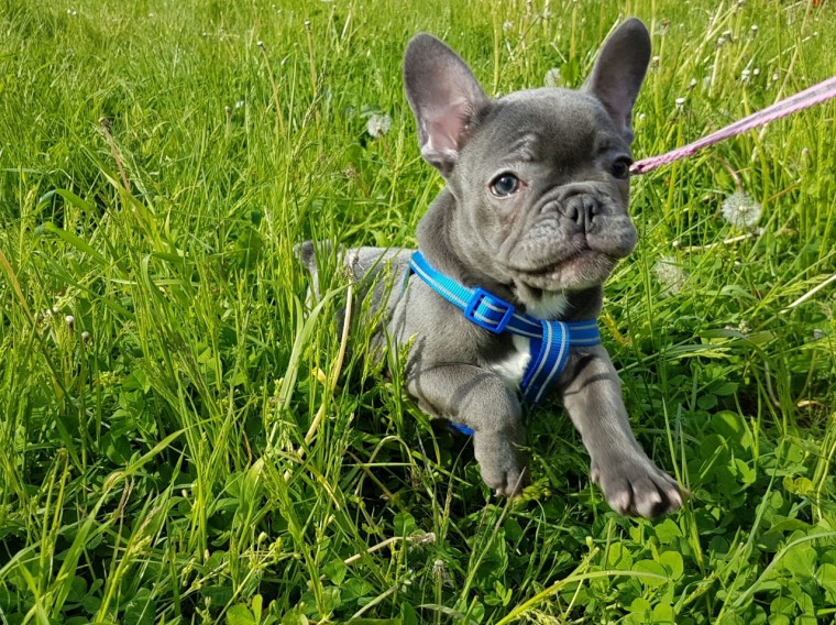 Beautiful French Bulldog Puppies Ready For Sale -E mail on ( paulhulk789@gmail.com ) Image eClassifieds4u