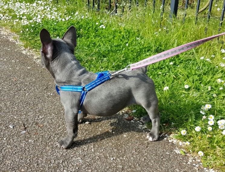 CKC Reg French Bulldog Puppies Ready For Sale -E mail on ( paulhulk789@gmail.com ) Image eClassifieds4u