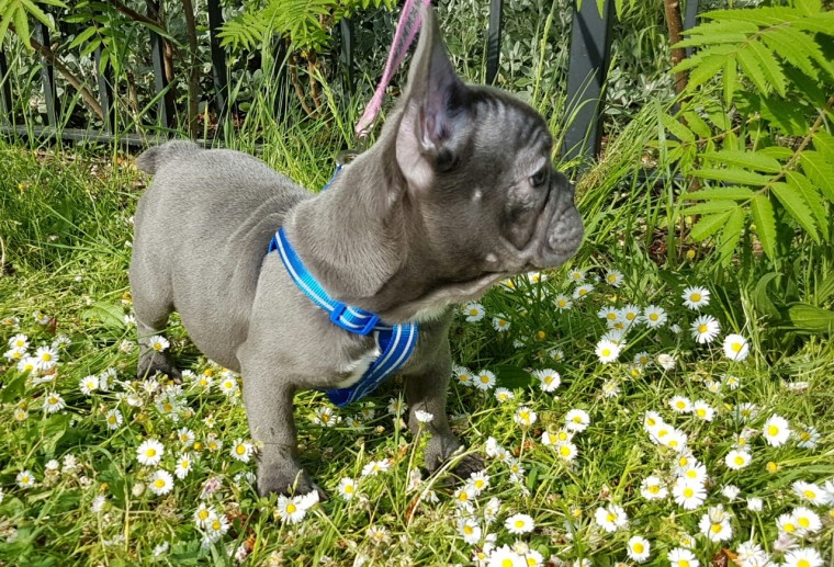Excellent Trained French Bulldog Puppies Ready For Sale - E mail on ( paulhulk789@gmail.com ) Image eClassifieds4u