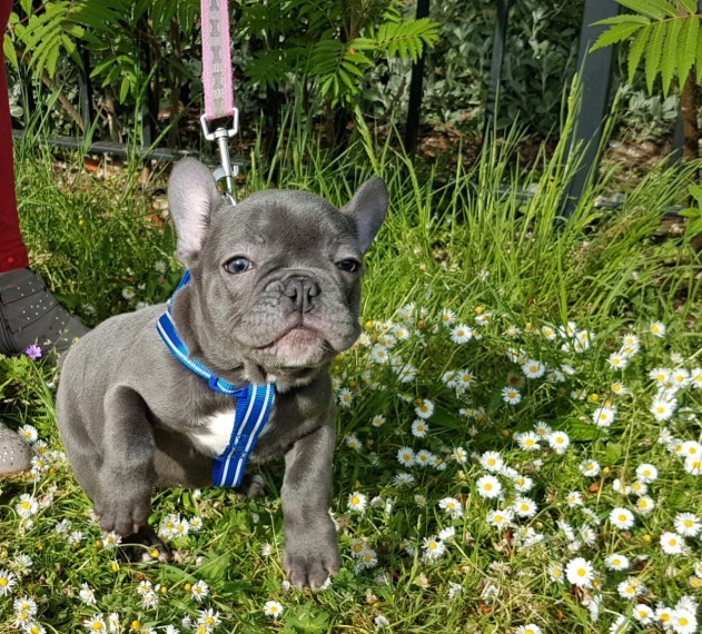 Fantastic French Bulldog Puppies Ready For Sale Now -E mail on ( paulhulk789@gmail.com ) Image eClassifieds4u